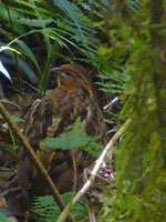 Singing Quail